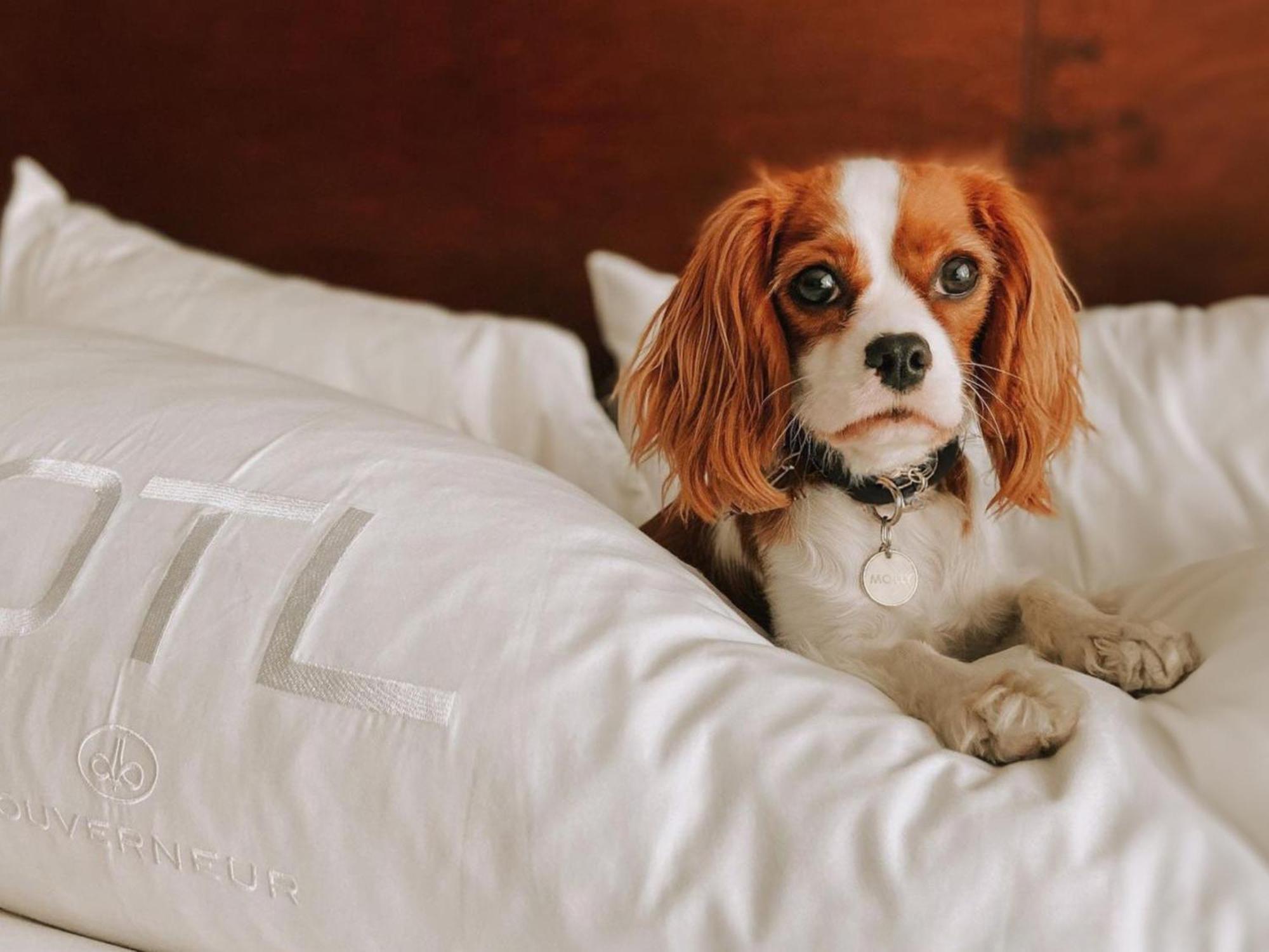 Otl Gouverneur Saguenay Exterior foto A dog on a bed